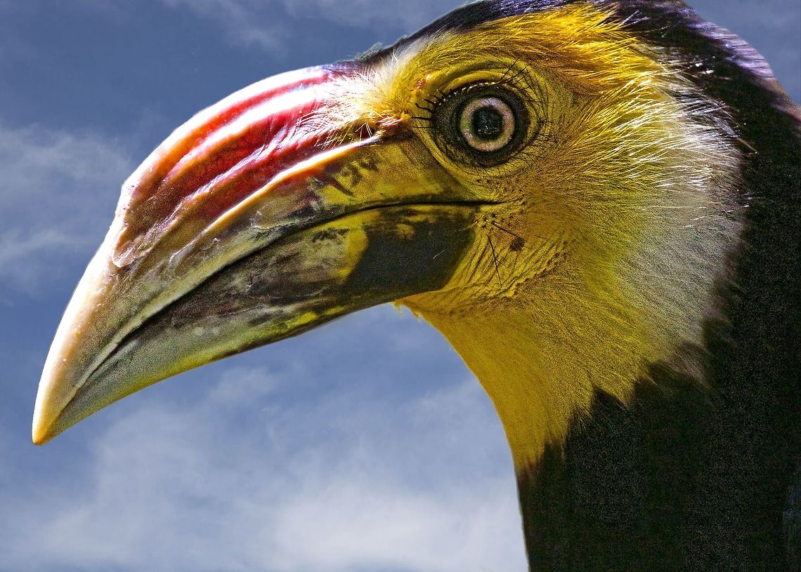 Sulawesi Tarictic Hornbill one of the beautiful hornbill species of birds Penelopides exarhatus,Sulawesi Tarictic Hornbill,Sulawesi hornbill,african birds,birds,exotic birds,hornbill