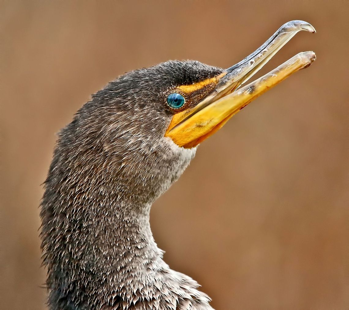 Portrait of a cormorant A double-crested cormorant - Seminole, Florida Double-crested Cormorant,Phalacrocorax auritus,birds,cormorant,fish eating birds,shore birds,swimming birds,water birds
