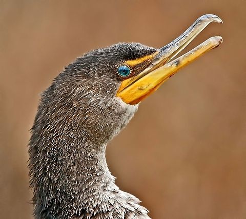Portrait of a cormorant A double-crested cormorant - Seminole, Florida Double-crested Cormorant,Phalacrocorax auritus,birds,cormorant,fish eating birds,shore birds,swimming birds,water birds