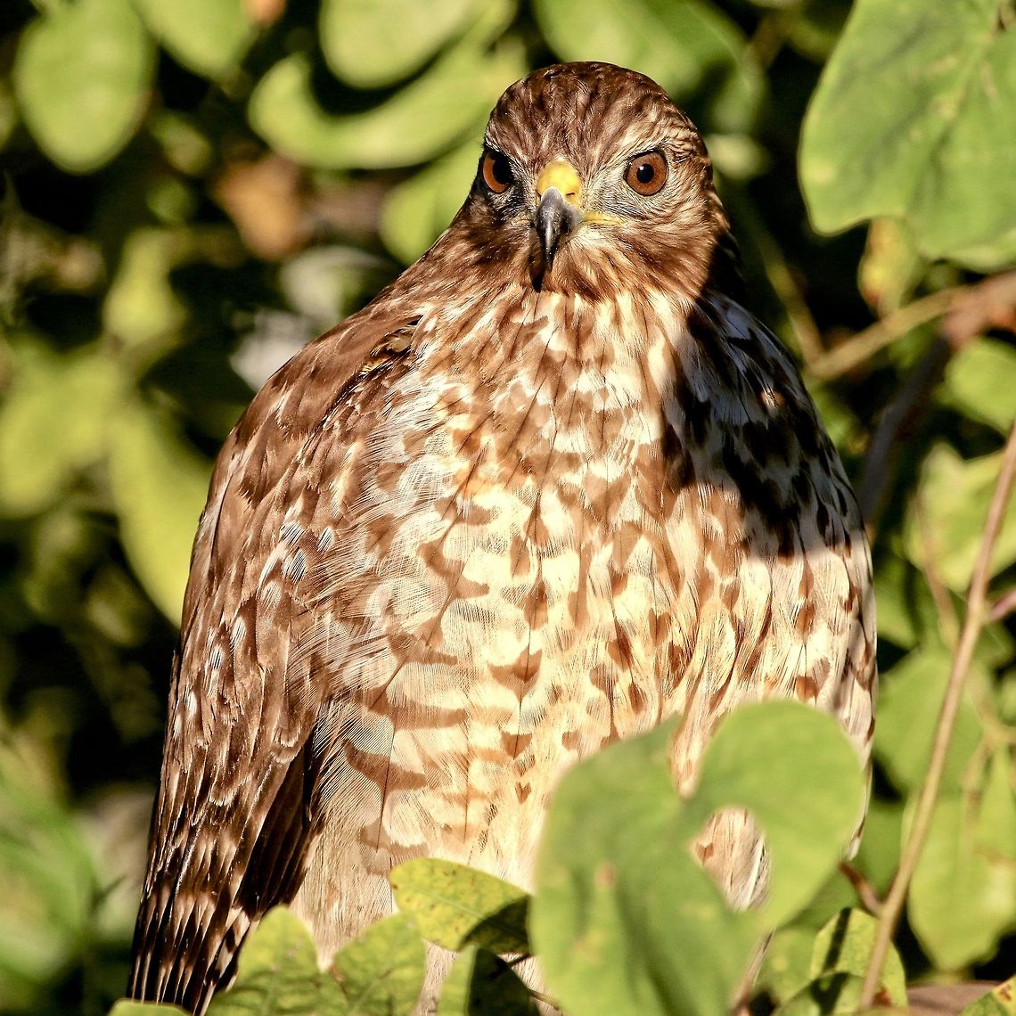 Juvenile red-shouldered Hawk This guy has taken up residence in my Florida neighborhood much to my glee! Buteo lineatus,Red-shouldered Hawk,birds,birds of prey,hawk,juvenile hawk,raptors,red-shouldered hawk,young hawk