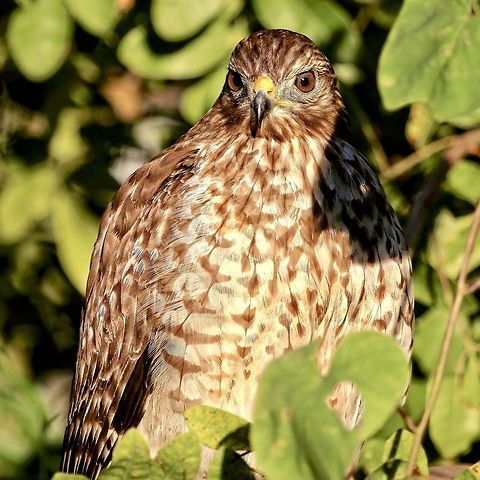 Juvenile red-shouldered Hawk This guy has taken up residence in my Florida neighborhood much to my glee! Buteo lineatus,Red-shouldered Hawk,birds,birds of prey,hawk,juvenile hawk,raptors,red-shouldered hawk,young hawk