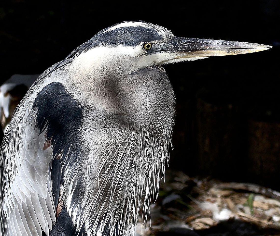 Portrait of a great blue heron at sunrise I love the way the light of the rising sun played on the plumage of this GBH.  Madeira Beach, FL Ardea herodias,Great Blue Heron,blue heron,fish eating birds,fishing birds,great blue heron,heron,shore birds,wading birds