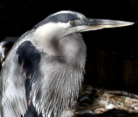 Portrait of a great blue heron at sunrise I love the way the light of the rising sun played on the plumage of this GBH.  Madeira Beach, FL Ardea herodias,Great Blue Heron,blue heron,fish eating birds,fishing birds,great blue heron,heron,shore birds,wading birds