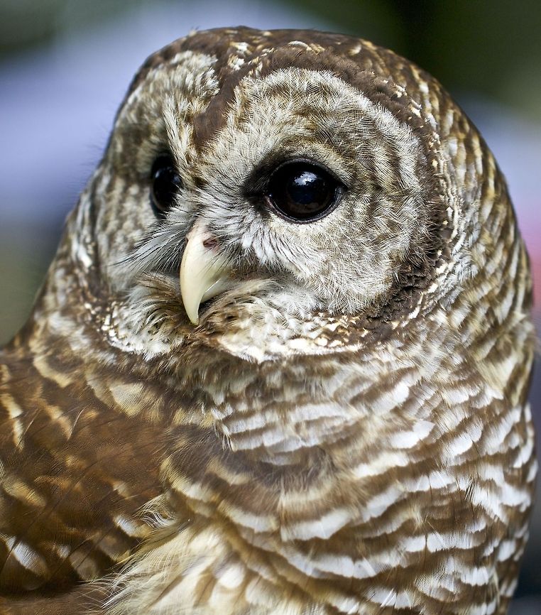 Barred owl portrait A barred owl photographed in St. Petersburg, FL Barred Owl,Strix varia,barred owl,birds,birds of prey,owl,raptors