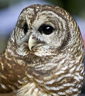 Barred owl portrait A barred owl photographed in St. Petersburg, FL Barred Owl,Strix varia,barred owl,birds,birds of prey,owl,raptors