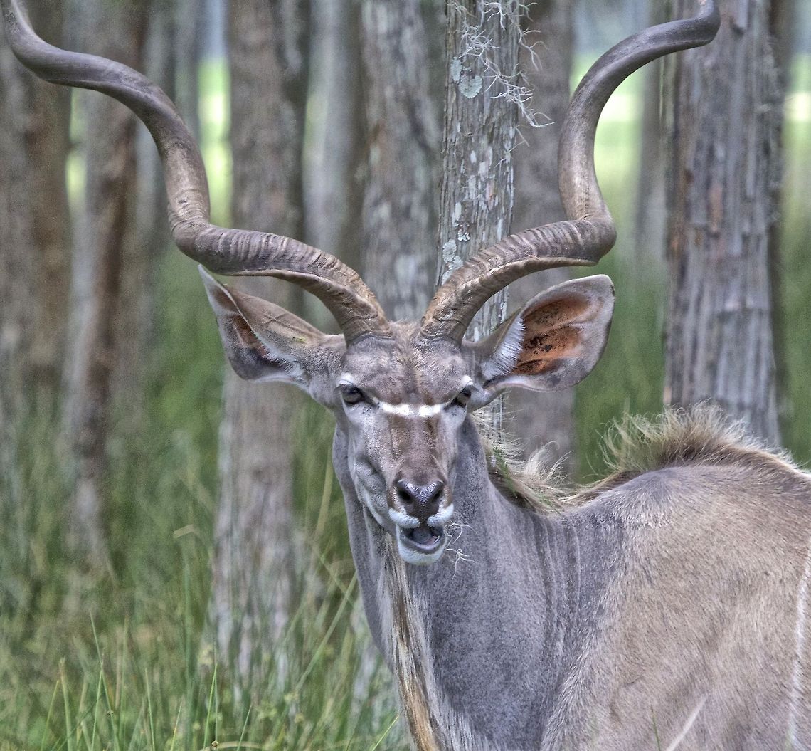 Greater Kudu The spectacular greater kudu Greater Kudu,Tragelaphus strepsiceros,african animals,antelopes,greater kudu,horned animals,jungle animals,kudu,large mammals