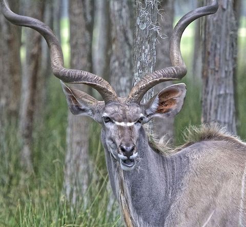 Greater Kudu The spectacular greater kudu Greater Kudu,Tragelaphus strepsiceros,african animals,antelopes,greater kudu,horned animals,jungle animals,kudu,large mammals