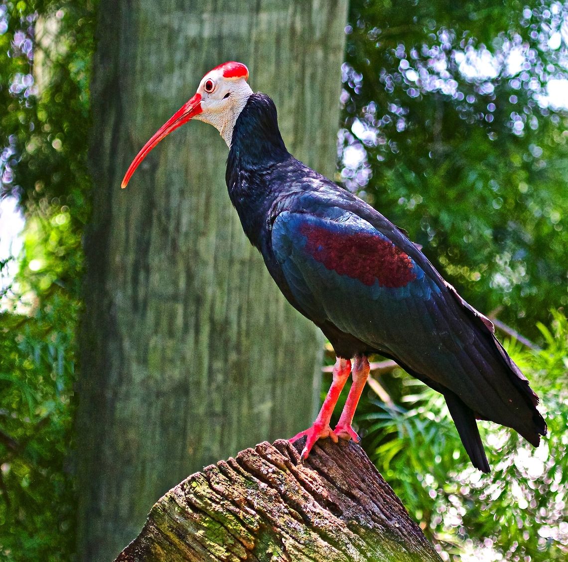 Southern Bald Ibis  Geronticus calvus,african birds,exotic birds,ibis,southern bald ibis