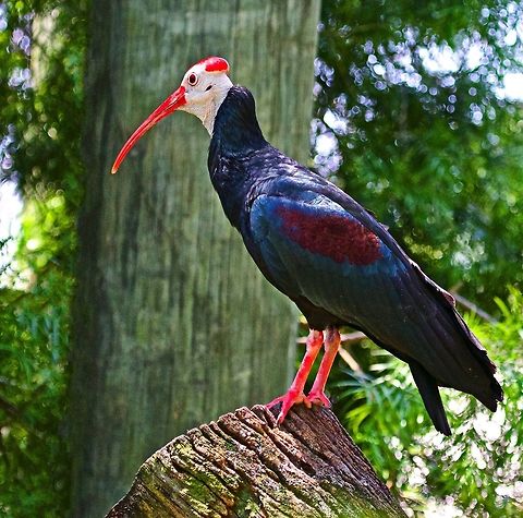 Southern Bald Ibis  Geronticus calvus,african birds,exotic birds,ibis,southern bald ibis