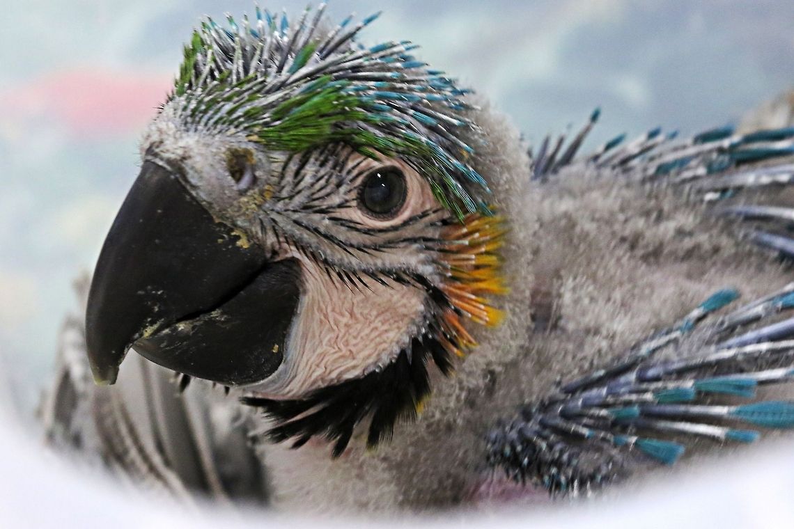 Baby MaCaw in its nest A recently hatched blue and yellow macaw Ara ararauna,Blue-and-Yellow Macaw,birds,colorful birds,exotic birds,parrots,south american birds