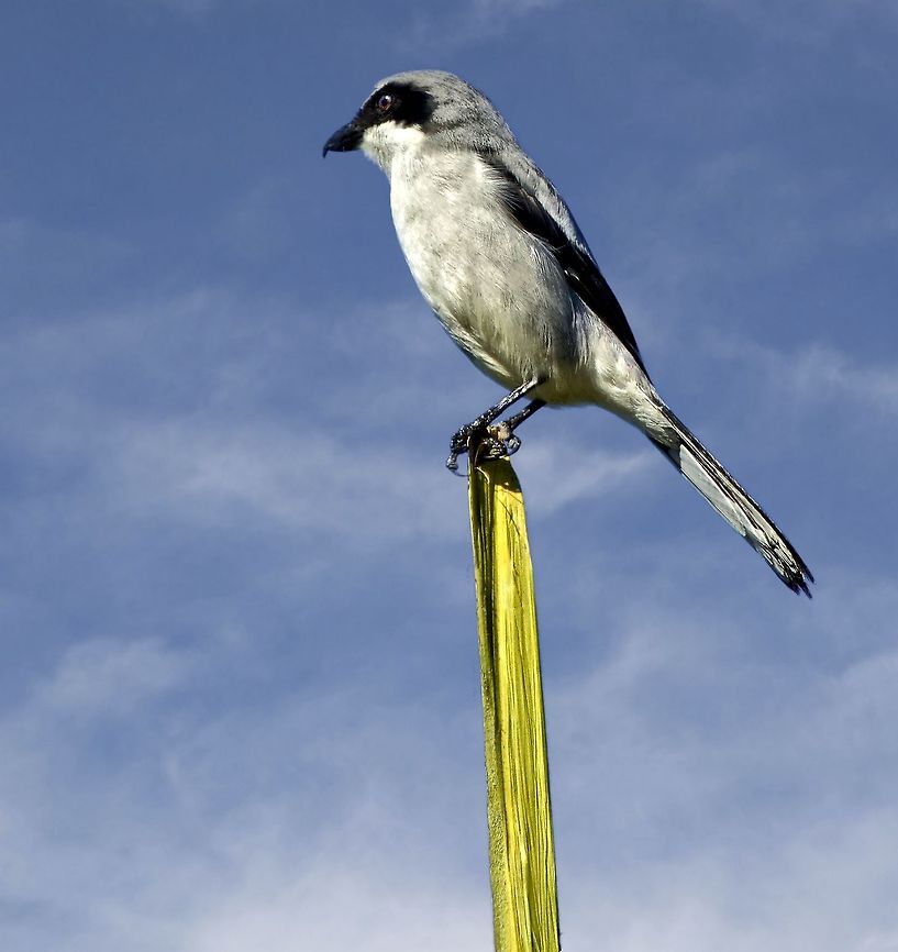 Loggerhead shrike I had seen my first one about an hour before this one at a bird sanctuary, but had never seen one in the wild.  After having lunch at a restaurant, I came out and there one sitting high atop a pole Lanius ludovicianus,Loggerhead shrike,birds,loggerhead shrike,shrike,small birds