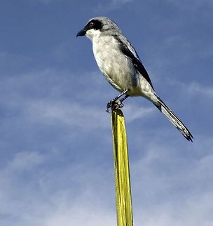 Loggerhead shrike I had seen my first one about an hour before this one at a bird sanctuary, but had never seen one in the wild.  After having lunch at a restaurant, I came out and there one sitting high atop a pole Lanius ludovicianus,Loggerhead shrike,birds,loggerhead shrike,shrike,small birds