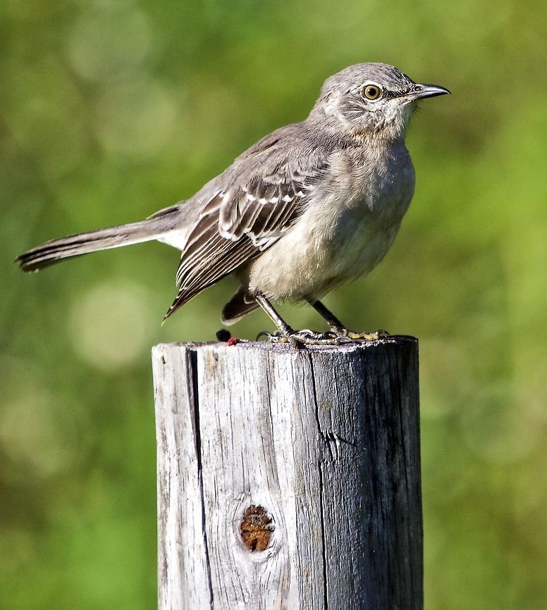 Mocking bird on a post A perched mocking bird in Seminole, Florida Mimus polyglottos,Northern Mockingbird,birds,mocking bird,small birds