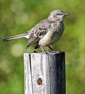 Mocking bird on a post A perched mocking bird in Seminole, Florida Mimus polyglottos,Northern Mockingbird,birds,mocking bird,small birds