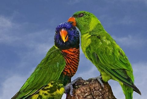Affectionate pair of Lori Parrots  Australian parrots,Rainbow Lorikeet,Rainbow lorikeet,Trichoglossus haematodus,Trichoglossus moluccanus,lori parrots,parrots,small parrots