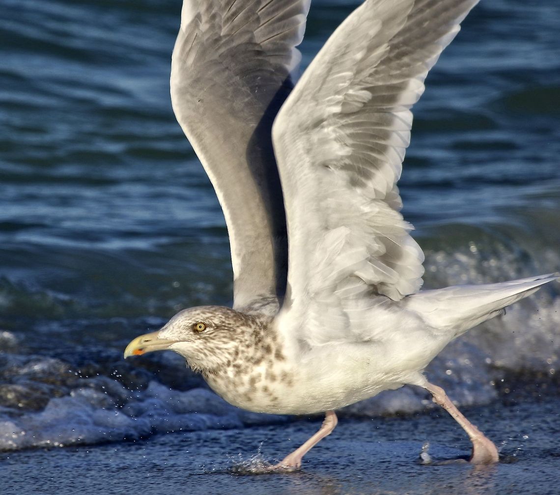Gull enjoying the Florida surf A gull running along the shore on the Gulf of Mexico American Herring Gull,Larus smithsonianus,fishing birds,gull,seagull,shore birds,water birds