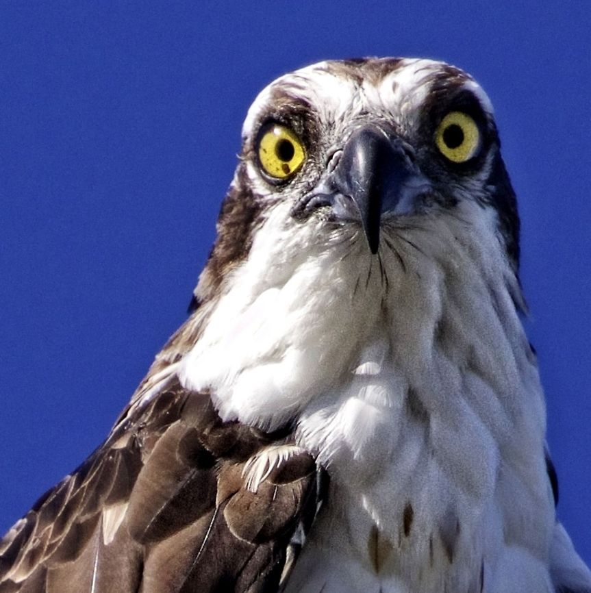My favorite osprey, Fleck I often photograph this guy who has made his nest in the same spot in the Tampa Bay Area of Florida for 5 seasons. He is named Fleck by the locals due to the fleck in his right eye. I have endless shots of him, including my favorite shot of all time. Osprey,Pandion haliaetus,birds of prey,fish eating birds,fleck the osprey,osprey,raptors,sea eagle