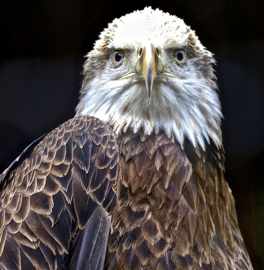 Serious eye contact with a juvenile bald eagle This guy certainly had no problem making eye contact with me!  St. Petersburg, Florida Bald Eagle,Haliaeetus leucocephalus,bald eagle,birds,birds of prey,eagle,hunting birds,juvenile bald eagle,large birds,raptors