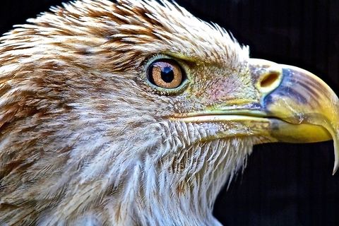 Close-up profile shot of a juvenile bald eagle Shot in St. Petersburg, Florida Bald Eagle,Haliaeetus leucocephalus,bald eagle,birds of prey,eagle,juvenile bald eagle,raptor