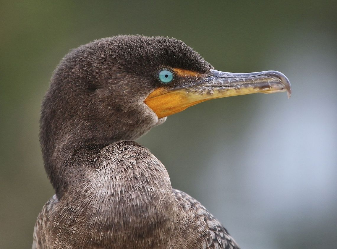 One of my regular, cormorant fishing buddies One of the cormorants that I have been around so much, they accept my very close presence.  I have always been tempted to touch one in that they let me that close, but after spending a considerable amount of time building a relationship with these guys, I don&#039;t want to chance anything that might frighten them. Double-crested Cormorant,Phalacrocorax auritus,birds,cormorant,fishing birds,swimming birds,water birds