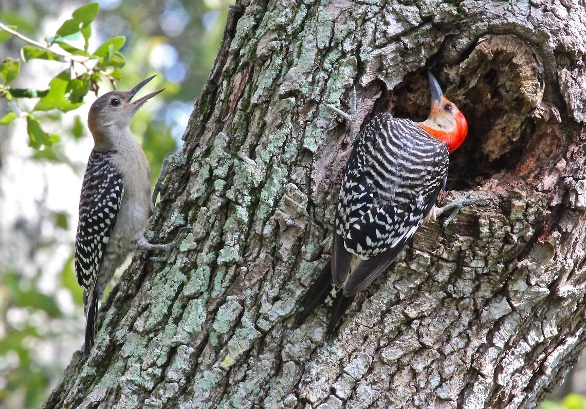 Yes dear, I will dear, in a minute dear! This is the first time I have encountered both a male and female red-bellied woodpecker at the same time and it was right on a tree in my front yard in Florida.  Apparently, they are like the human species as the female seemed to be giving the male endless instructions as he intently listened between pecking on the tree. Melanerpes carolinus,Red-bellied Woodpecker,birds,male and female woodpecker,red-bellied woodpecker,small birds,woodpecker