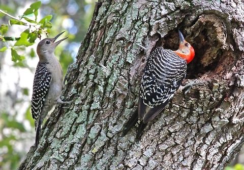 Yes dear, I will dear, in a minute dear! This is the first time I have encountered both a male and female red-bellied woodpecker at the same time and it was right on a tree in my front yard in Florida.  Apparently, they are like the human species as the female seemed to be giving the male endless instructions as he intently listened between pecking on the tree. Melanerpes carolinus,Red-bellied Woodpecker,birds,male and female woodpecker,red-bellied woodpecker,small birds,woodpecker