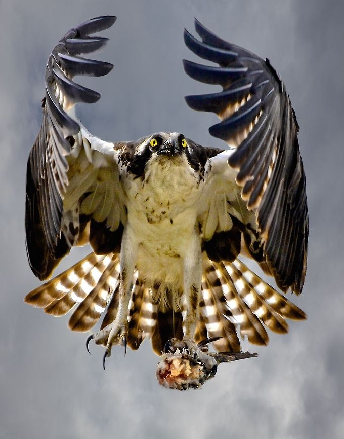 Bringing home breakfast (original) The first shot I uploaded here was my favorite photo - this one with an enhanced sky that I added in post to make even the sky dramatic.  I have had it printed in very large size on canvas and it looks quite dramatic on the wall.  A print of it sold for $250 neither numbered nor signed at a museum in Nashville last month.  In that it is my favorite shot, I thought I would also upload the original version without the enhanced sky.  This is Fleck, my favorite osprey whom I often visit and photograph.  He was kind enough to give me this very unique shot last March when I stopped by his nest for a visit.  He lives in Ft. Desoto Park, a large county park in St. Petersburg, Florida Osprey,Pandion haliaetus,birds,birds of prey,fishing birds,fleck the osprey,osprey,osprey in flight,osprey with fish,raptor,sea eagle