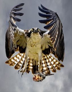 Bringing home breakfast (original) The first shot I uploaded here was my favorite photo - this one with an enhanced sky that I added in post to make even the sky dramatic.  I have had it printed in very large size on canvas and it looks quite dramatic on the wall.  A print of it sold for $250 neither numbered nor signed at a museum in Nashville last month.  In that it is my favorite shot, I thought I would also upload the original version without the enhanced sky.  This is Fleck, my favorite osprey whom I often visit and photograph.  He was kind enough to give me this very unique shot last March when I stopped by his nest for a visit.  He lives in Ft. Desoto Park, a large county park in St. Petersburg, Florida Osprey,Pandion haliaetus,birds,birds of prey,fishing birds,fleck the osprey,osprey,osprey in flight,osprey with fish,raptor,sea eagle