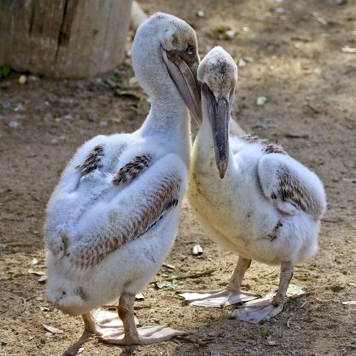 Pelican affection I encountered this pair of baby brown pelicans on the beach in Florida and watched them for about a half hour.  They never stopped making bodily contact. Brown pelican,Pelecanus occidentalis,brown pelicans,fishing birds,pelican,pelican babies,sea birds,shore birds,swimming birds,water birds