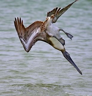 Diving for breakfast A brown pelican diving for his breakfast on the Gulf of Mexico in Florida Brown pelican,Pelecanus occidentalis,brown pelicans,fishing birds,pelican,pelican babies,sea birds,shore birds,swimming birds,water birds