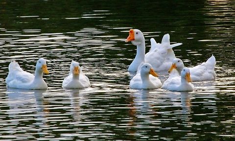 Chinese goose and her goslings A lazy day on the pond for this mother goose and kids in Seminole, Florida Anser anser domesticus,Domestic goose,chinese goose,goose,goose and goslings,swimming birds,white birds