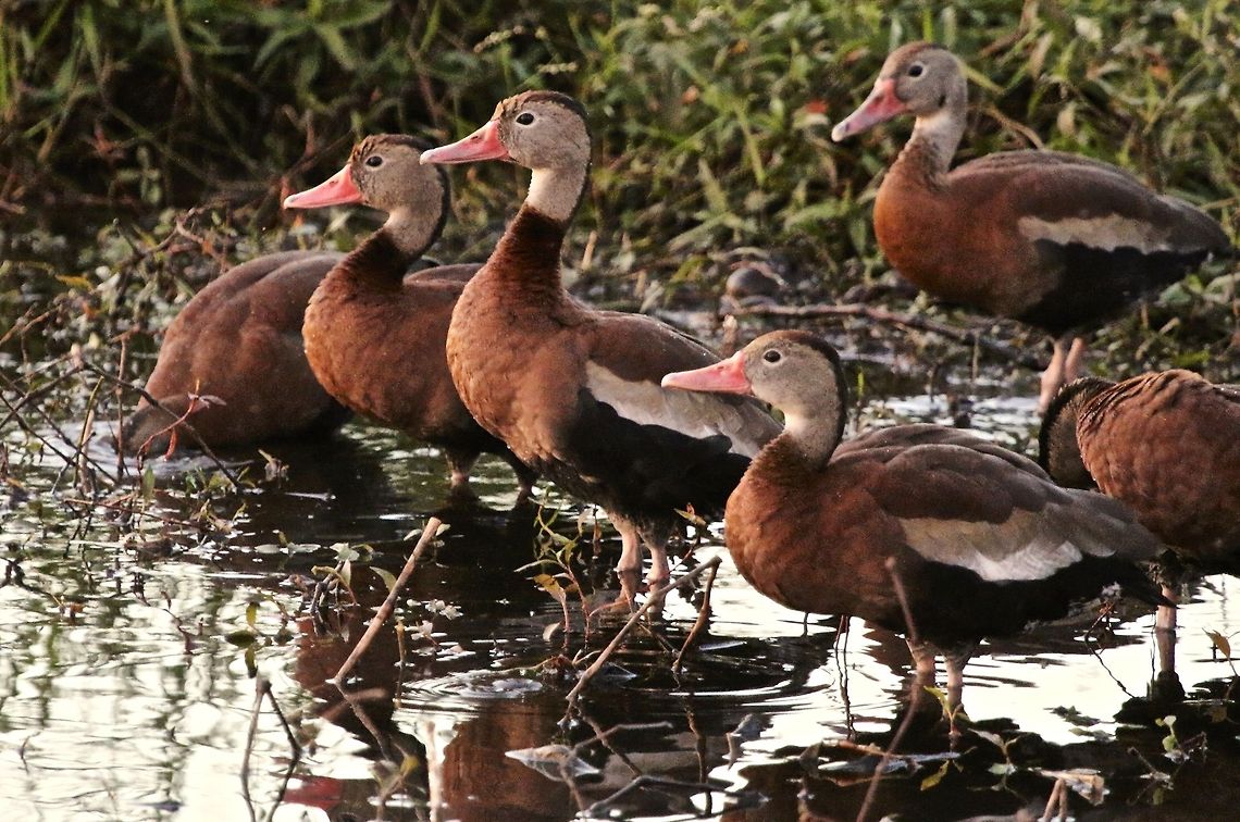 Black-bellied whistling ducks at sunset Shot in Lakeland, Florida at sunset Black-bellied whistling duck,Black-bellied whistling ducks,Dendrocygna autumnalis,birds,ducks,flocking birds,swimming birds,water birds