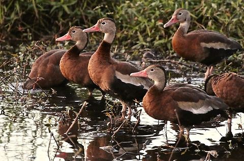 Black-bellied whistling ducks at sunset Shot in Lakeland, Florida at sunset Black-bellied whistling duck,Black-bellied whistling ducks,Dendrocygna autumnalis,birds,ducks,flocking birds,swimming birds,water birds