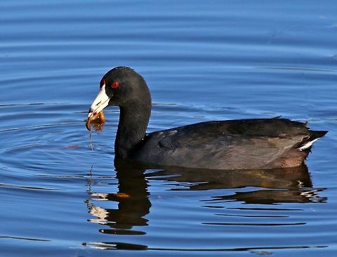 American coot enjoying breakfast Shot in Seminole, Florida American coot,Fulica americana,american coot,birds,coot,ducks,pond birds,swimming birds