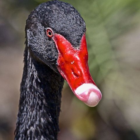 Portrait of a black swan Shot in Tampa, Florida Black Swan,Cygnus atratus,birds,black swan,large birds,swan,swimming birds