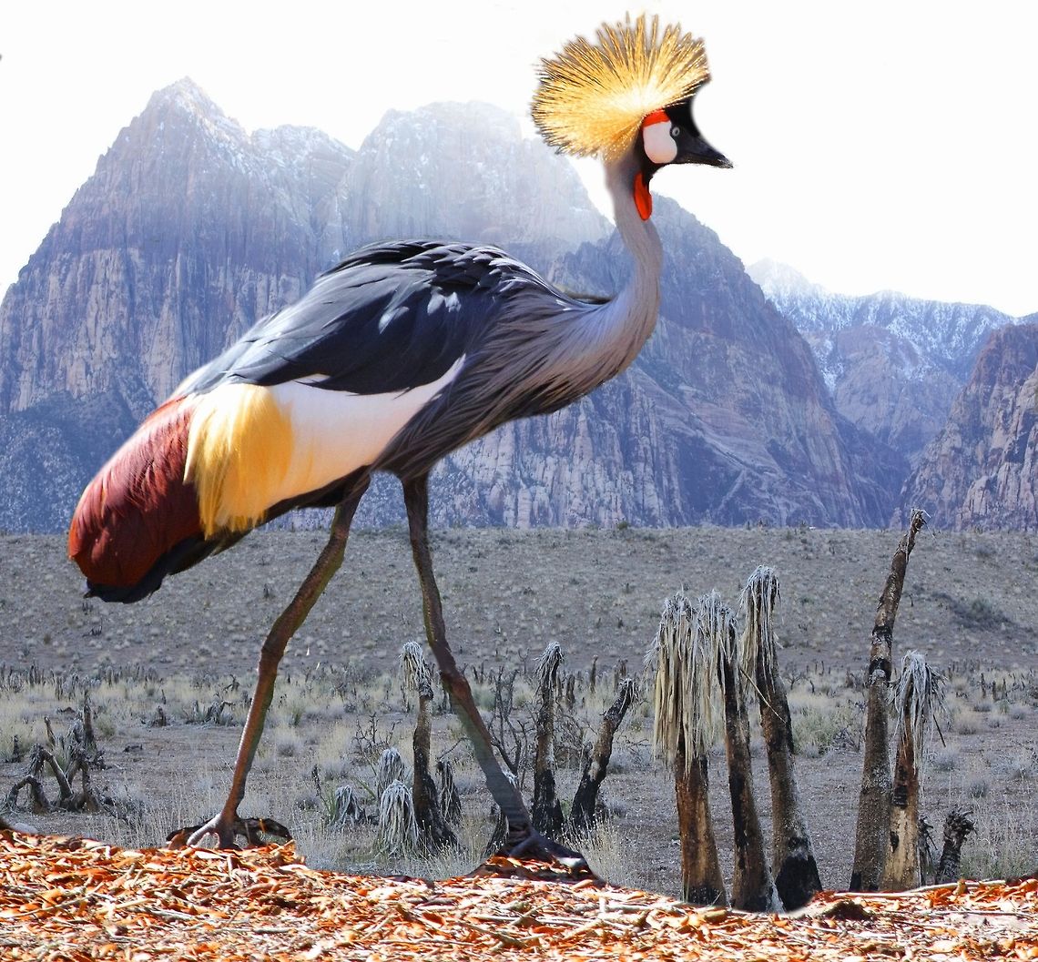 Grey Crowned Crane out for a stroll  Balearica regulorum,Grey crowned crane,african birds,birds,colorful birds,cranes,exotic birds,large birds