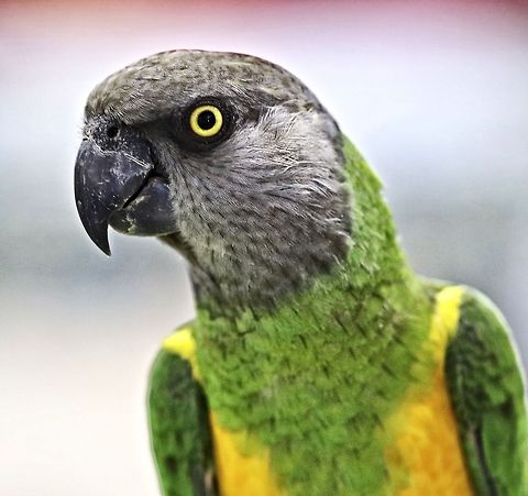 Senegal parrot portrait I love the coloration/eyes of this species of parrot Poicephalus senegalus,Senegal Parrot,african birds,birds,colorful birds,exotic birds,parrot