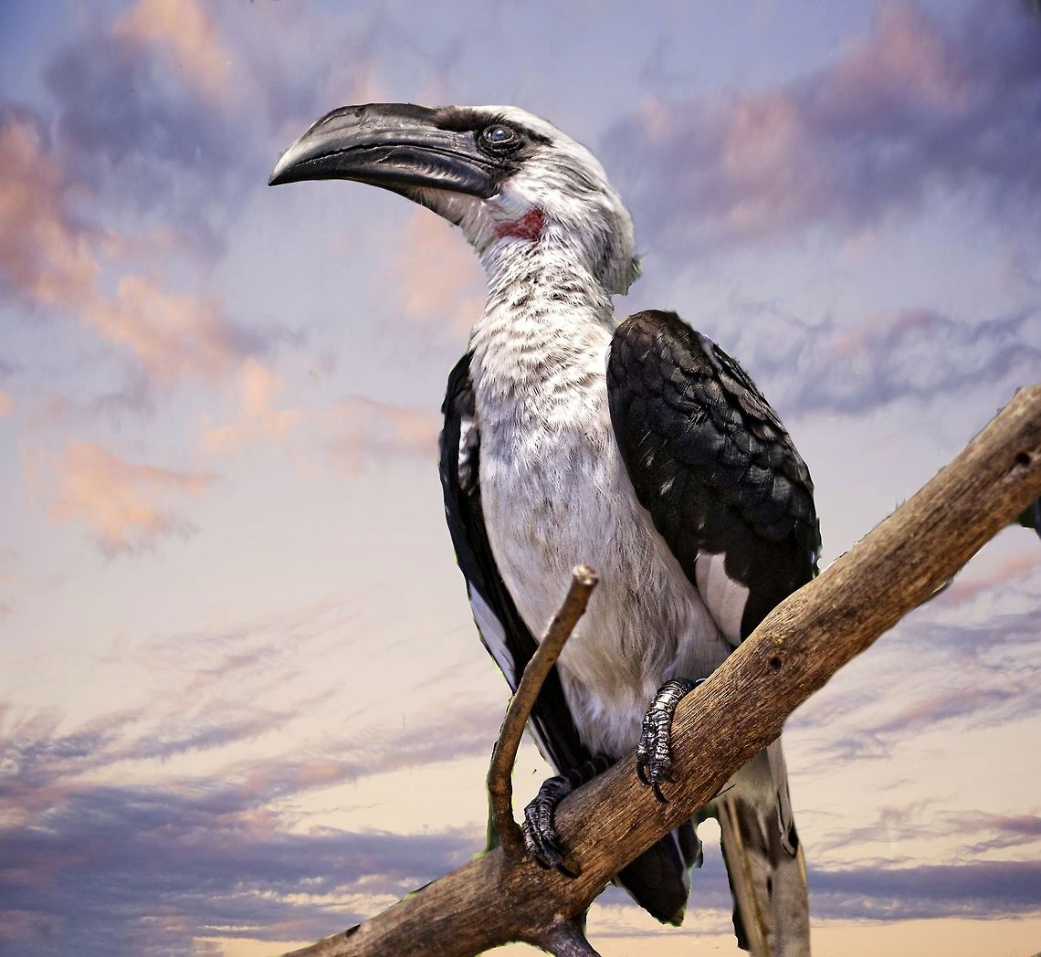 Von der decken's hornbill A fascinating African hornbill.  I tried and tried to get a shot of this guy in flight, but he had a 6th sense and always outwitted me.  I got nothing but blurred images in my attempts - they are quite fast and skittish.<br />
 Tockus deckeni,Von der Deckens Hornbill,african bird,bird,hornbill