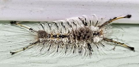 Southern tussock moth