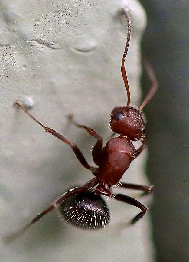 Camponotus planatus (carpenter ant) I found this moving target on my back stairs and somehow was able to get a shot in reasonable focus as it scurried about.  I didn't find the ID using the iD button which only showed a black carpenter ant. Camponotus planatus,ant,destructive insects,insects