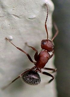 Camponotus planatus