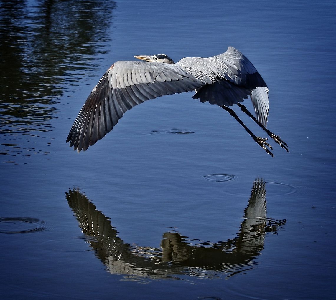 Great Blue heron reflections Taken just as he took off - Seminole, Florida Ardea herodias,Great Blue Heron,blue heron,fish eating birds,great blue heron,heron,shore birds,wading birds,water birds