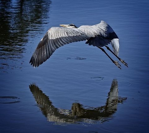 Great Blue heron reflections Taken just as he took off - Seminole, Florida Ardea herodias,Great Blue Heron,blue heron,fish eating birds,great blue heron,heron,shore birds,wading birds,water birds