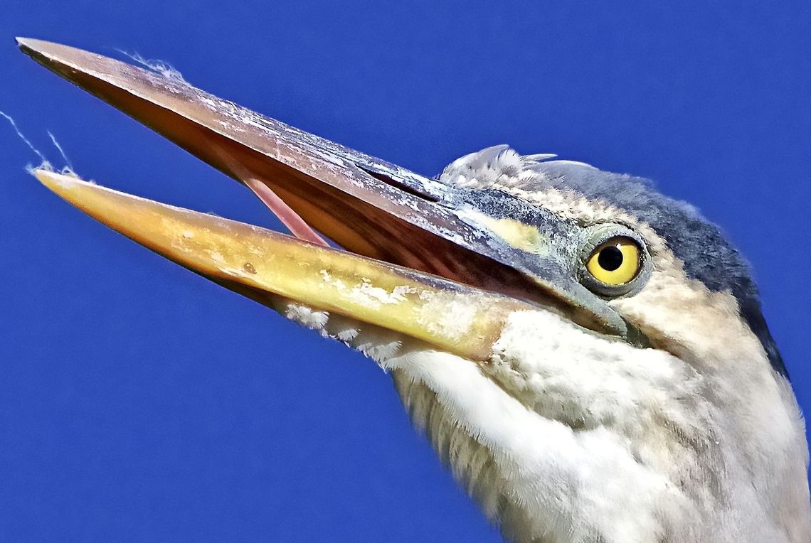 Close-up of a great blue heron I encounter these guys daily in Florida Ardea herodias,Great Blue Heron,birds,blue heron,fish eating birds,great blue heron,heron,shore birds,wading birds
