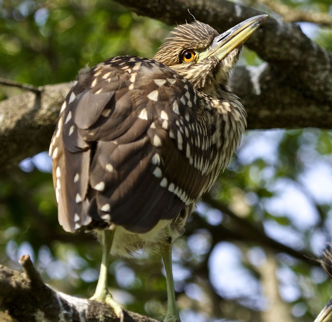 Baby black-crowned night heron in a tree Shot Madeira Beach, Florida.  I liked the unusual perspective of the shot. Black-crowned Night-Heron,Nycticorax nycticorax,birds,black-crowned night heron,fishing birds,heron,night heron,shore birds