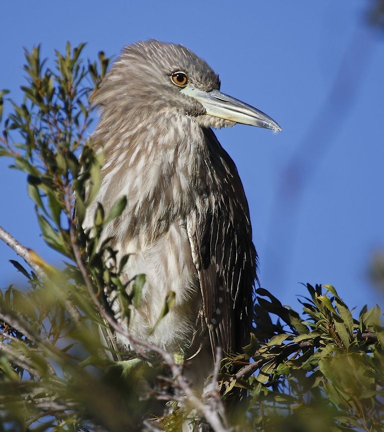 Young night heron in a tree Seminole, Florida Black-crowned Night-Heron,Nycticorax nycticorax,birds,fish eating birds,heron,night heron