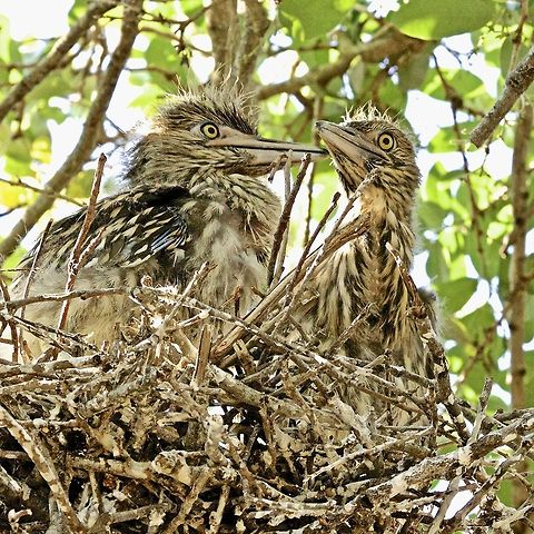 Nesting baby black-crowned night herons Madeira Beach, Florida.  Always a pleasure to encounter the babies of various species. Black-crowned Night-Heron,Nycticorax nycticorax,birds,black-crowned night heron,fish eating birds,heron,juvenile herons,nesting herons,night heron
