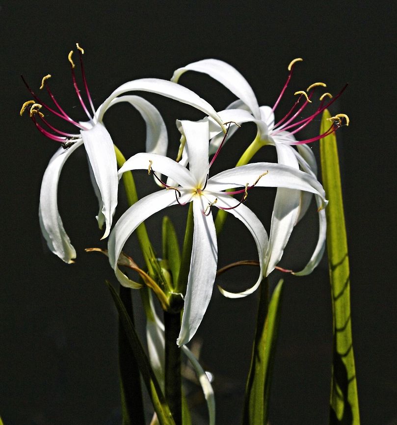 Lone spider lily I was shooting birds and noticed this lone, beautiful spider lily with not another one in site.  Even though that is not what I photograph, I went for the shot American Crinum,Beach Spider Lily,Crinum americanum,Hymenocallis littoralis,flowers,lily,white flowers,wild flowers