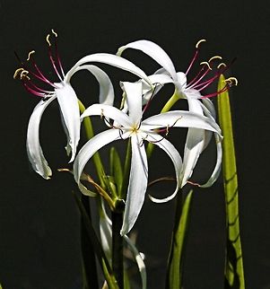 Lone spider lily I was shooting birds and noticed this lone, beautiful spider lily with not another one in site. Even though that is not what I photograph, I went for the shot American Crinum,Beach Spider Lily,Crinum americanum,Hymenocallis littoralis,flowers,lily,white flowers,wild flowers