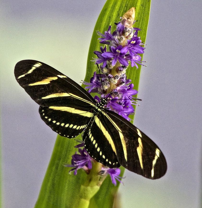 Zebra long-winged butterfly on a plant Shot in my front yard in Florida Heliconius charithonia,Zebra Longwing,butterfly,insects flying insects,zebra long-winged butterfly